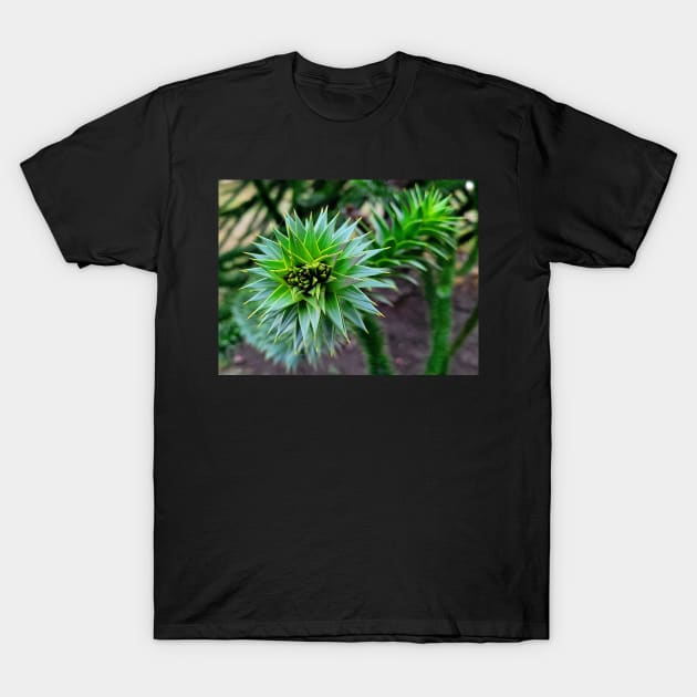 Monkey Puzzle Tree Branch T-Shirt by Rebekah Slick